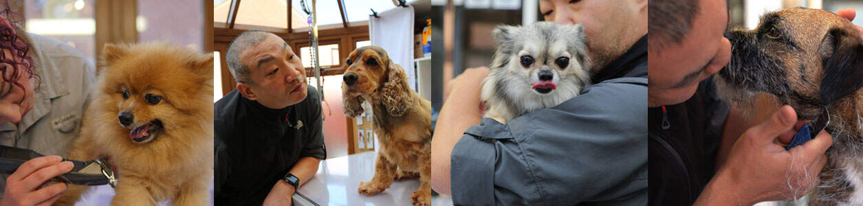 dog grooming courses